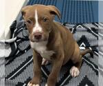 Small Labrador Retriever Mix