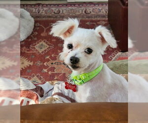 Poovanese Dogs for adoption in San Diego, CA, USA