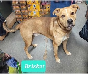 Brisket - Male Catahoula Leopard Dog-Unknown Mix Dog for Adoption - Photo #4