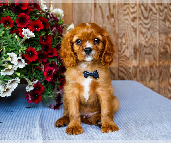 Medium Photo #2 Cavalier King Charles Spaniel Puppy For Sale in WAKARUSA, IN, USA