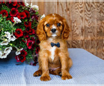 Small #1 Cavalier King Charles Spaniel