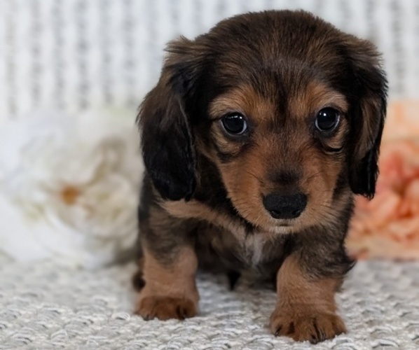 Medium Photo #11 Dachshund Puppy For Sale in GOSHEN, IN, USA