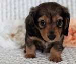 Small #10 Dachshund