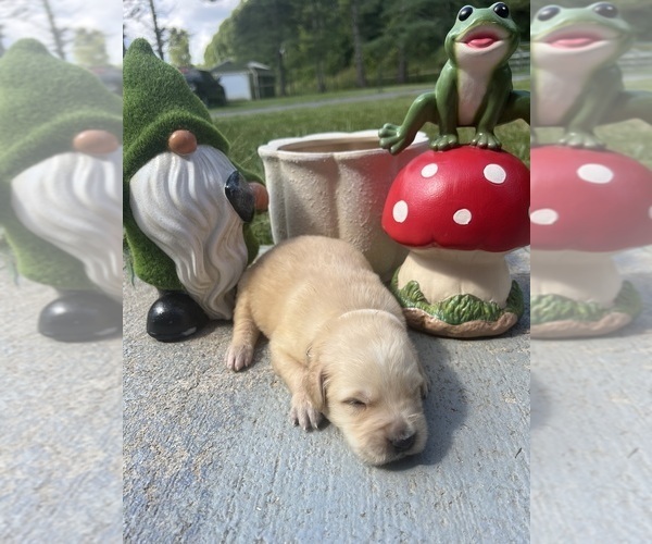 Medium Photo #5 Golden Retriever Puppy For Sale in NEOLA, WV, USA