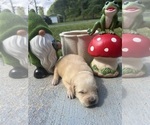 Small #4 Golden Retriever