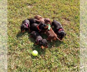 Vizsla Puppy for sale in MIDDLE GRANVILLE, NY, USA