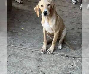 Golden Retriever-Unknown Mix Dogs for adoption in Shreveport, LA, USA