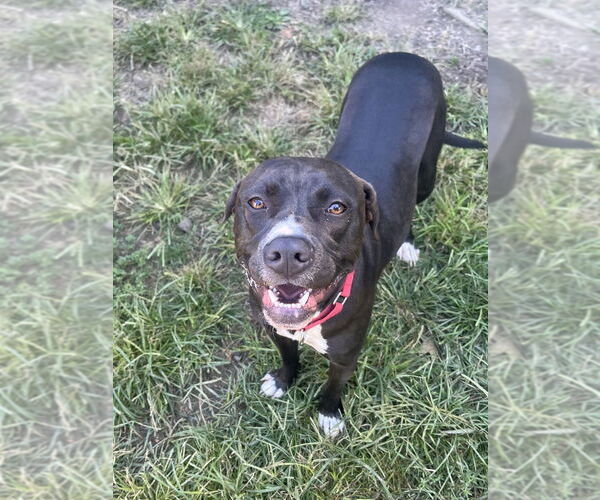 Medium Photo #20 American Pit Bull Terrier-American Staffordshire Terrier Mix Puppy For Sale in Brewster, NY, USA