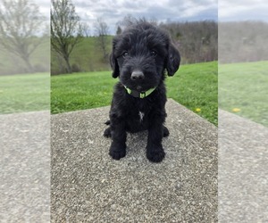 Labradoodle Puppy for sale in WILLIAMSTOWN, KY, USA