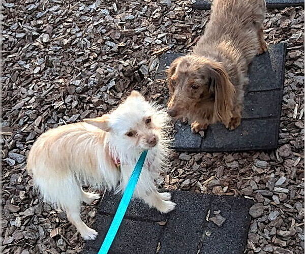 Medium Photo #2 Chiranian Puppy For Sale in Mount Airy, NC, USA