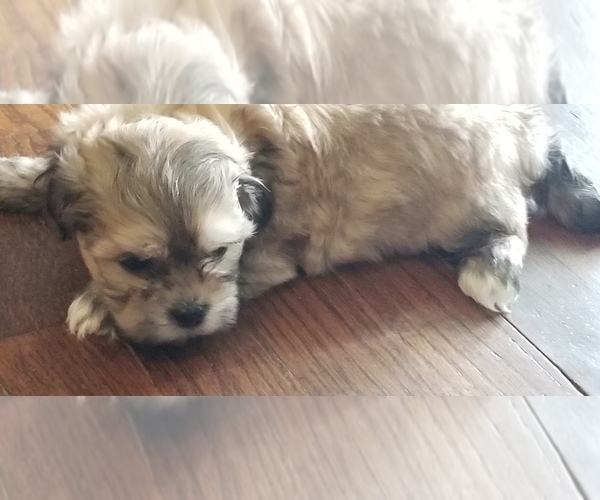 Medium Photo #10 Zuchon Puppy For Sale in SHAWNEE, KS, USA