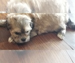 Small Photo #10 Zuchon Puppy For Sale in SHAWNEE, KS, USA