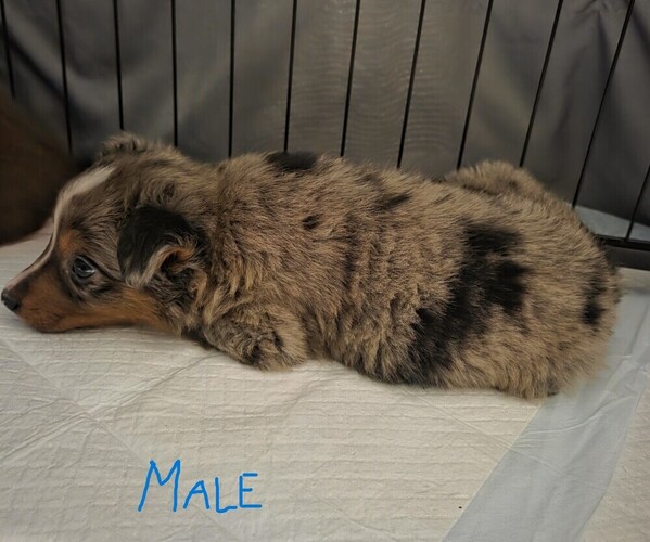 Medium Photo #8 Miniature Australian Shepherd Puppy For Sale in EVERTON, MO, USA