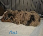 Small #7 Miniature Australian Shepherd