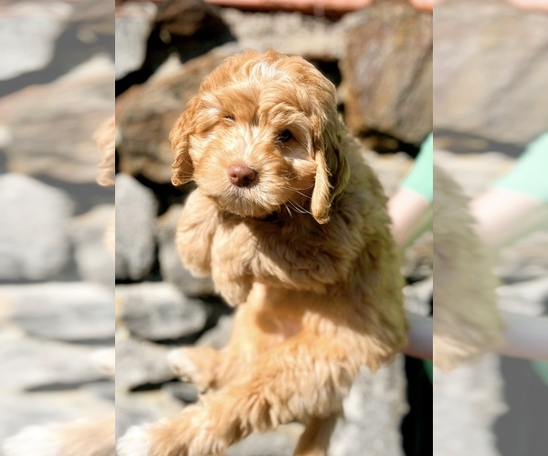 Medium Photo #1 Goldendoodle (Miniature) Puppy For Sale in ZIRCONIA, NC, USA