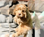 Small Photo #1 Goldendoodle (Miniature) Puppy For Sale in ZIRCONIA, NC, USA