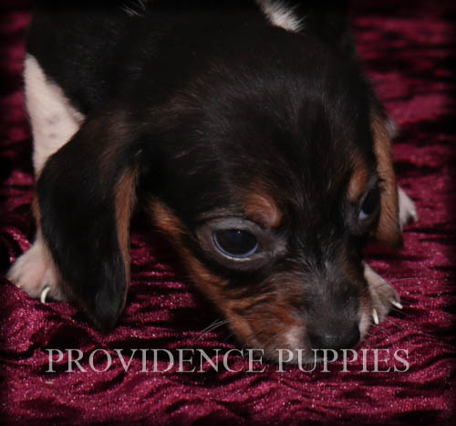 Medium Photo #12 Beagle Puppy For Sale in COPPOCK, IA, USA