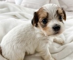 Puppy 6 Havanese