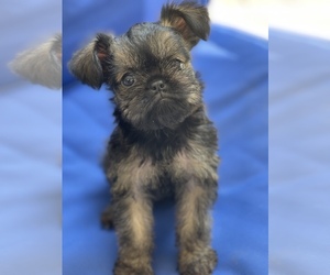 Brussels Griffon Puppy for sale in POWHATAN, VA, USA