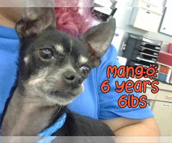 Medium Photo #2 Chihuahua-Unknown Mix Puppy For Sale in Woodbury, NY, USA