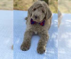 Goldendoodle-Poodle (Standard) Mix Puppy for sale in KISSIMMEE, FL, USA