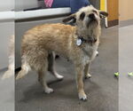 Small #2 Norfolk Terrier