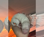Small #3 Poodle (Standard)