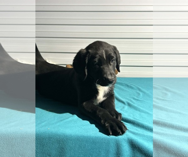Medium Photo #2 Labrador Retriever-Unknown Mix Puppy For Sale in Tarrytown, GA, USA