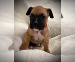 Small #1 Boxer