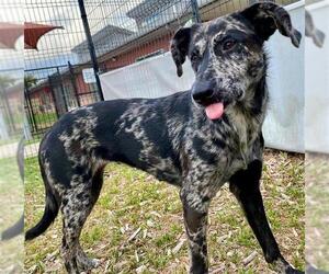 Catahoula Leopard Dog-Unknown Mix Dogs for adoption in San Antonio, TX, USA