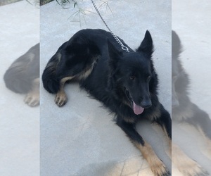 Mother of the Catahoula Leopard Dog-German Shepherd Dog Mix puppies born on 08/04/2026