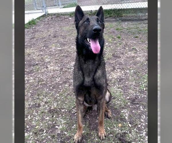 Medium Photo #2 Mutt Puppy For Sale in Conroe, TX, USA