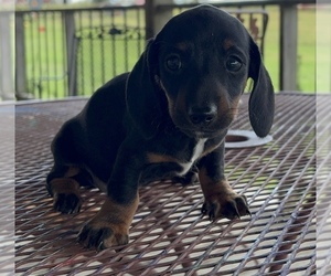 Dachshund Puppy for Sale in LAWSON, Missouri USA