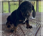 Jack - Male Dachshund Puppy for Sale - Small photo