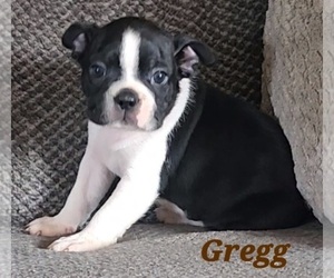 Boston Terrier Puppy for Sale in LEXINGTON, Indiana USA
