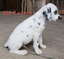 Dalmatian Puppy for sale in REBERSBURG, PA, USA
