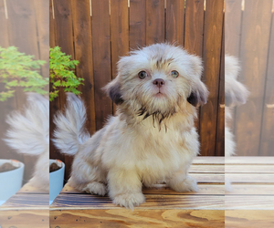 Shih Tzu Puppy for sale in OAKLEY, CA, USA