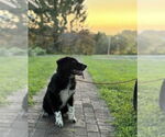 Small #3 Great Pyrenees Mix