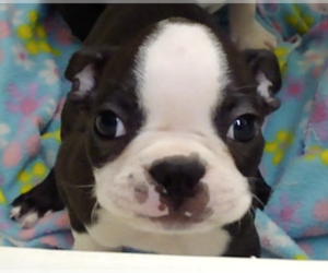 Boston Terrier Puppy for Sale in BEND, Oregon USA