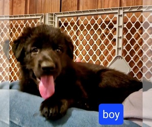 German Shepherd Dog Puppy for sale in COTOPAXI, CO, USA
