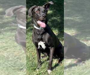Labrador Retriever-Unknown Mix Dogs for adoption in Texas City, TX, USA