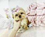Small #1 Shih Tzu