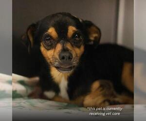 Chihuahua-Unknown Mix Dogs for adoption in San Antonio, TX, USA