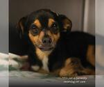 Small Chihuahua Mix