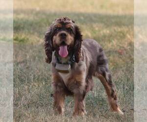 Mother of the Cocker Spaniel puppies born on 07/18/2025