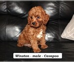 Image preview for Ad Listing. Nickname: Winston