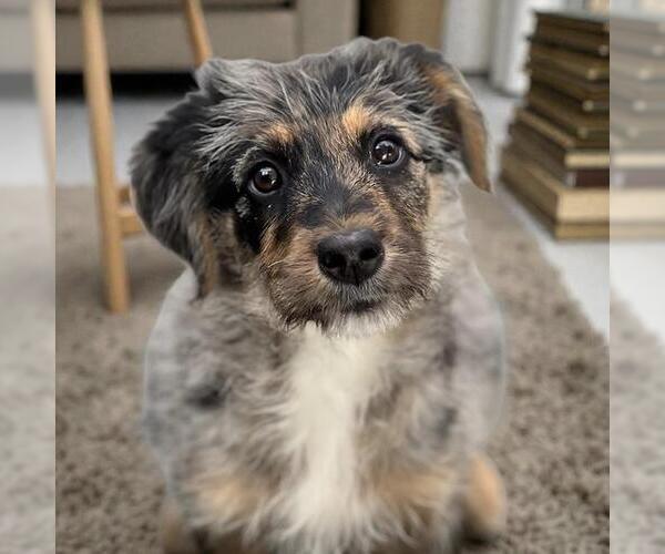 Medium Photo #2 Poodle (Standard)-Unknown Mix Puppy For Sale in San Diego, CA, USA