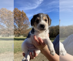 Poogle Puppy for sale in MADISON, IN, USA