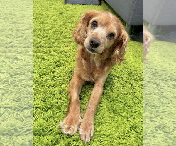 Medium Photo #5 Cocker Spaniel Puppy For Sale in Sherman Oaks, CA, USA