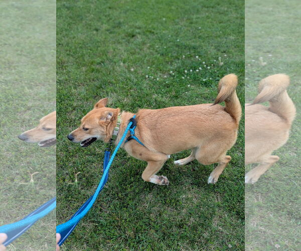 Medium Photo #13 Mutt Puppy For Sale in Holly Springs, NC, USA